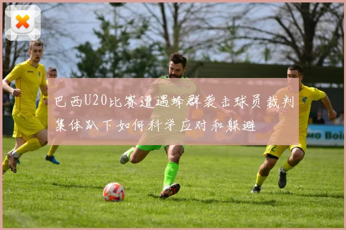 巴西U20比赛遭遇蜂群袭击球员裁判集体趴下如何科学应对和躲避
